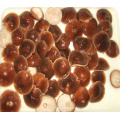 Canned shiitake mushroom whole with high quality